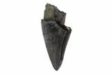 Tyrannosaur Premax Tooth - Alberta (Disposition #-) #97375-1